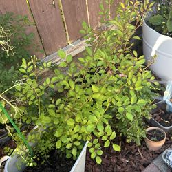White climbing mini roses