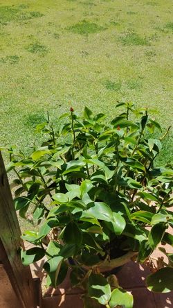 INDIAN HEAD,GINGER PLANT