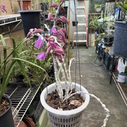 Dendrobium Anosmum (Phi điệp) (Có mùi thơm) Orchid 