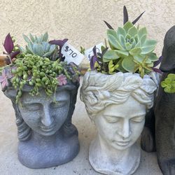 Succulent Planter Heads