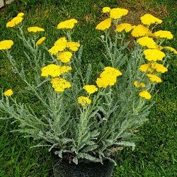 #22 Yellow YARROW 5gal Plant 