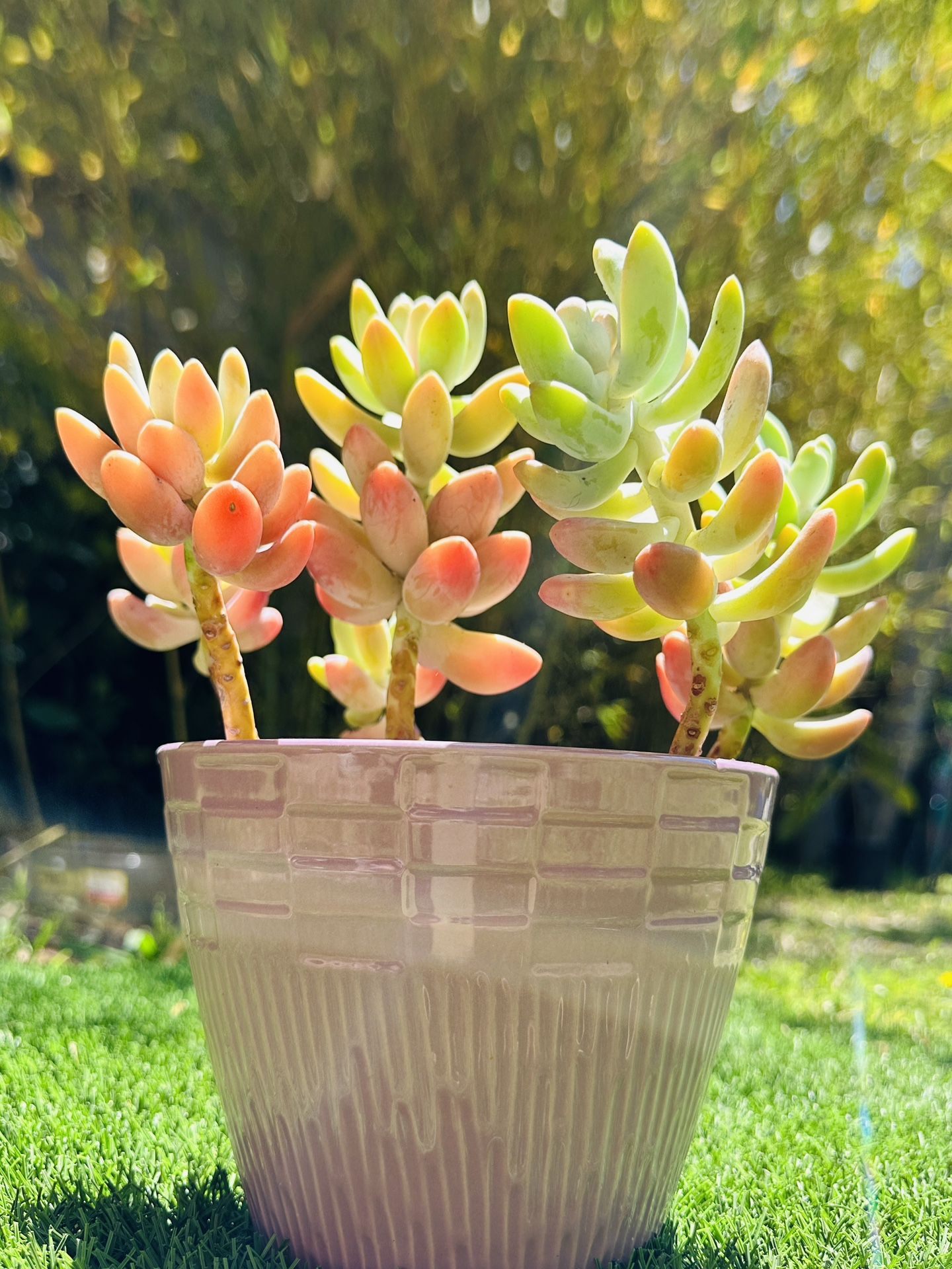 Succulent Arrangements Succulent Bonsai In A Nice Ceramic Pot