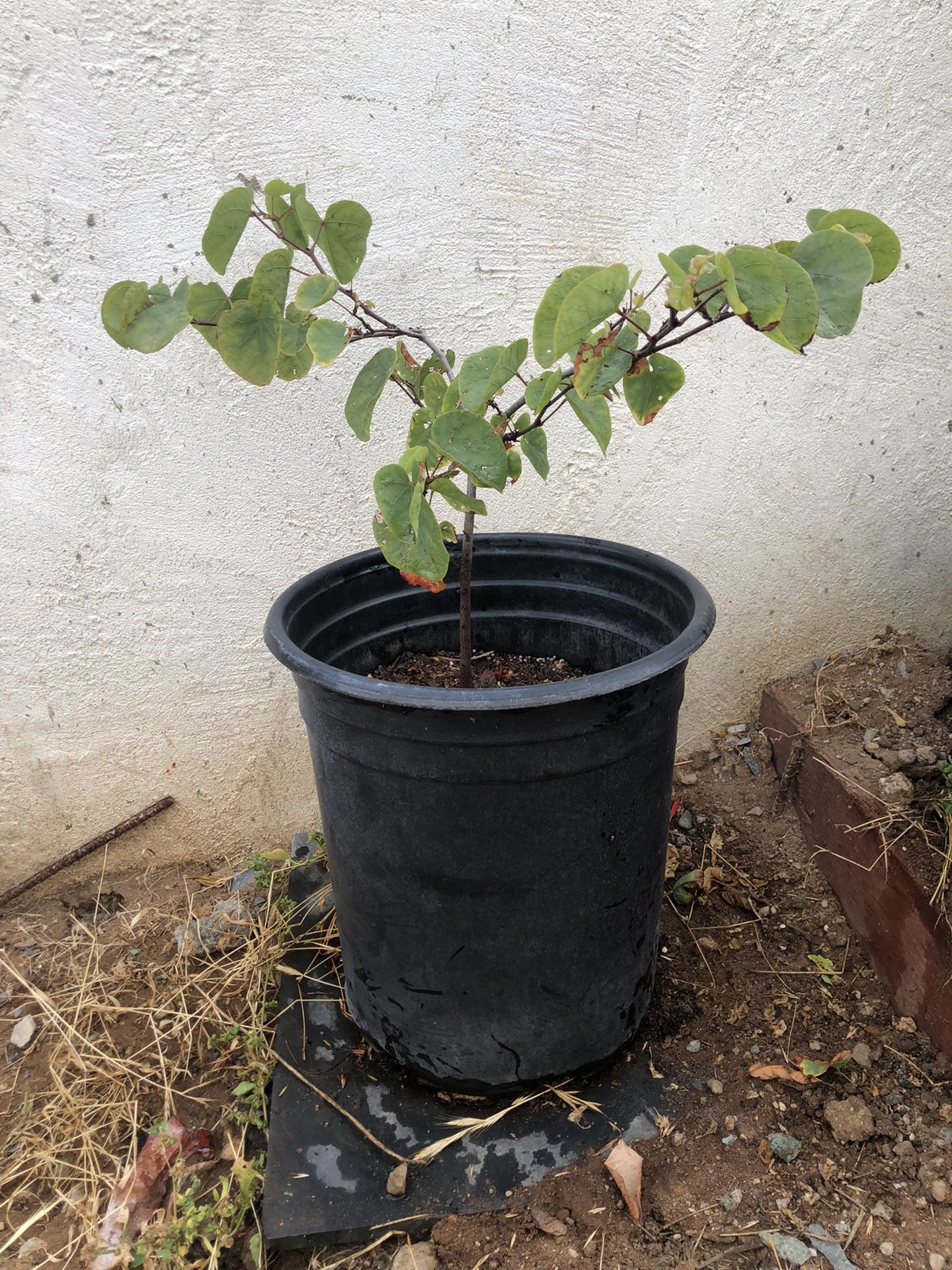 Western Redbud Tree
