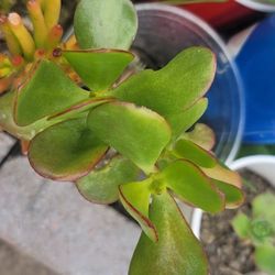 Jade Plant