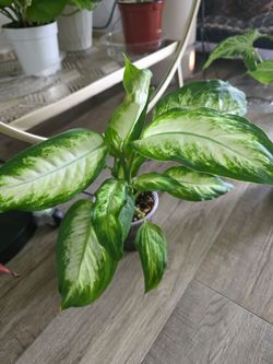 Dieffenbachia  - Camille
