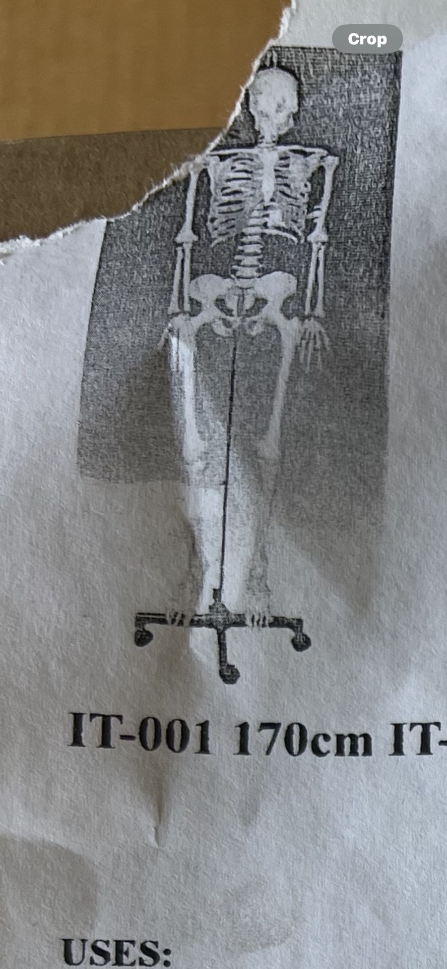 Skeleton (educational/decoration)