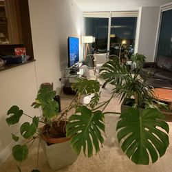 Two Potted Plants And Planters