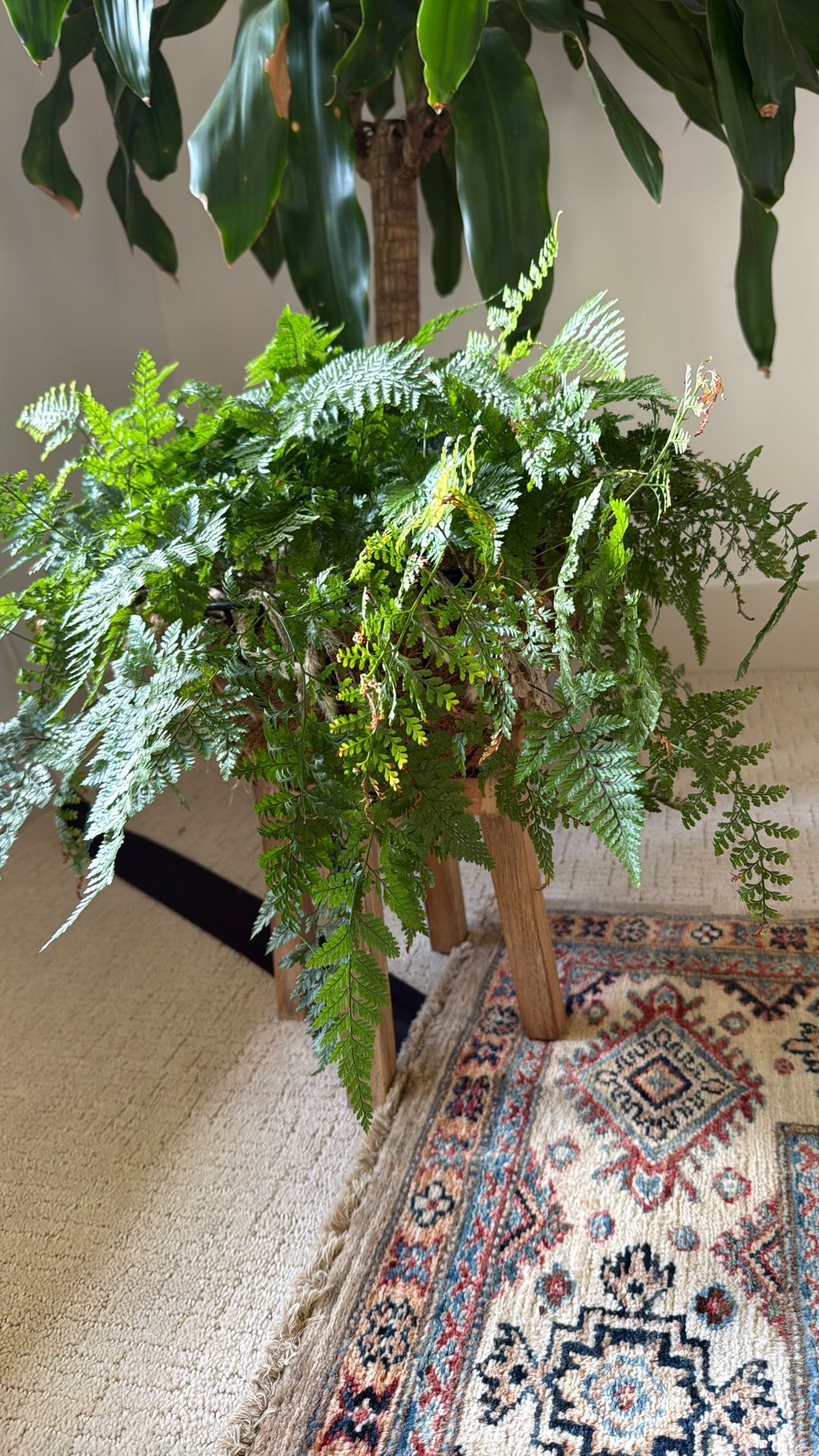 Rabbits foot fern RARE EXOTIC indoor plant