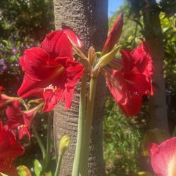 Amaryllis