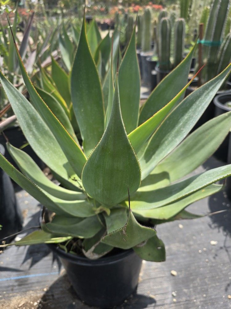 Agave Blue Flame