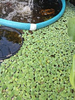 Duckweeds. $5 Bag.