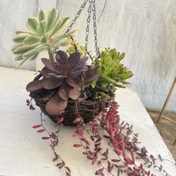 Hanging Succulent Planter Basket $27 