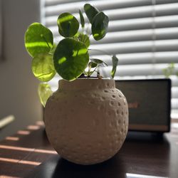 Urban Outfitters Ceramic Plant Pot 