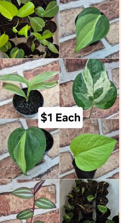 $1 Each House Plant Starter