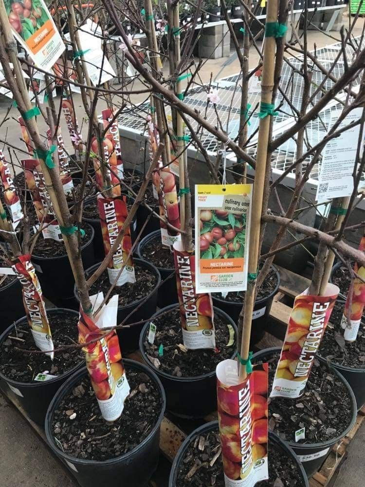 6ft 4gallon Nectarine Fully Grown Starter Tree