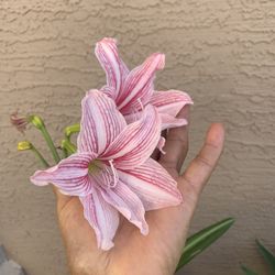 1 Gal Amaryllis Pink Color Plant I Have Two Available $14 Each 