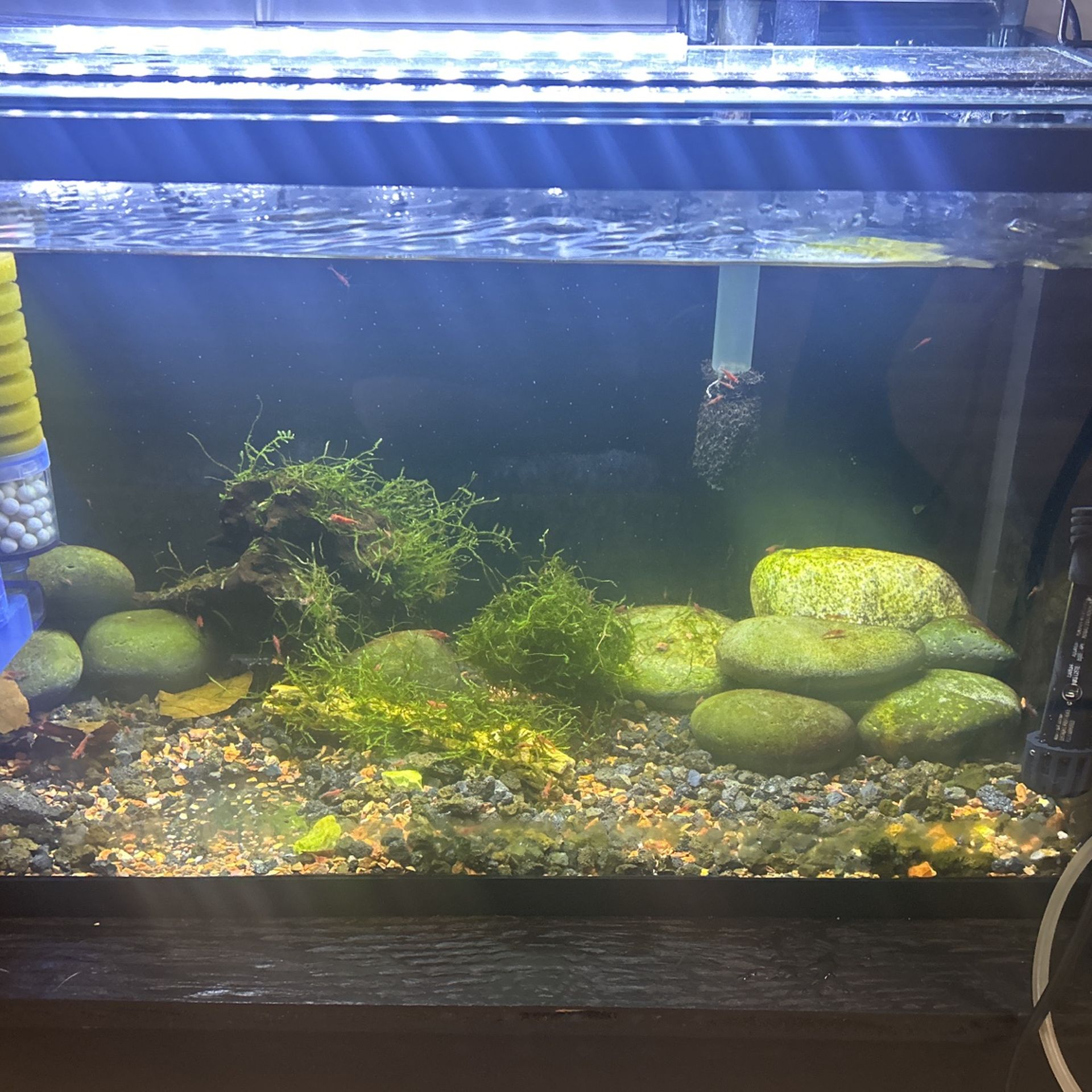 10 Gallon Fish Tank
