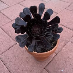 Cute Small Black Rosette Succulent Plant Flower In Pot Garden Yard Lawn Home Design 