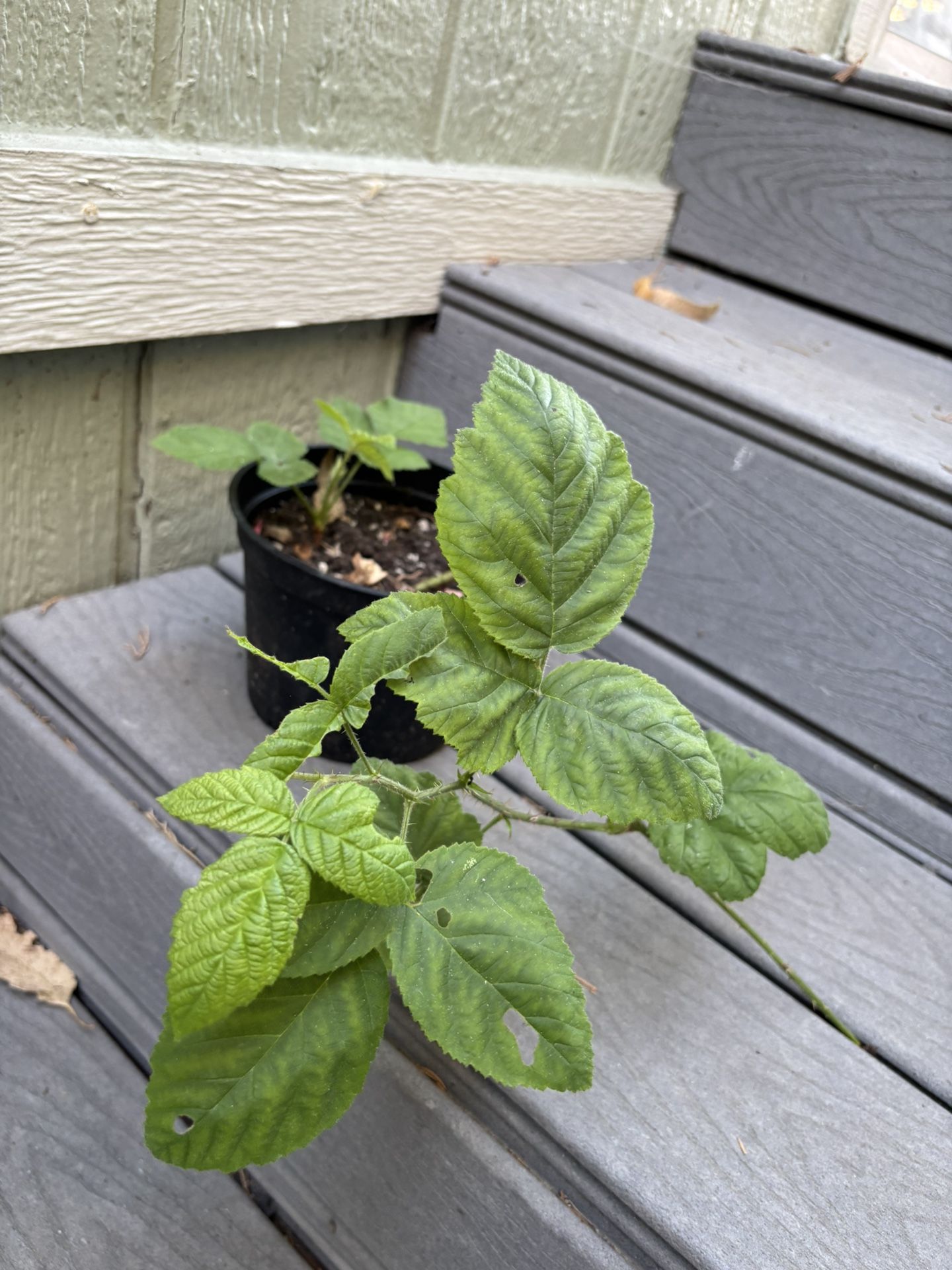 Blackberry Plant