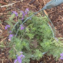 Verbena  hanging basket