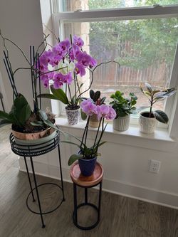 Real plants + 2 stands