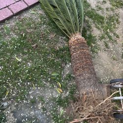 Sago Palm 