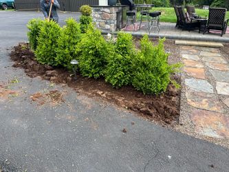 English Boxwoods