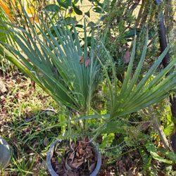 Palm Tres Inhave 3.   10 Each 