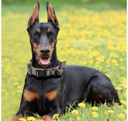 Tactical Dog Collar Military Training Nylon Adjustable Dog Collar with Control Handle for Medium Large Dogs