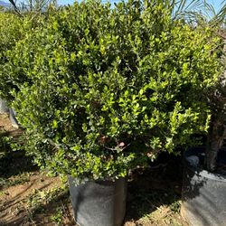 Boxwood Round Ball Topiary Bonsai 15gal 