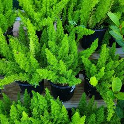 Foxfern Plants 1gallon 