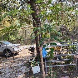 Last Moringa Plant Last One Come And Grab