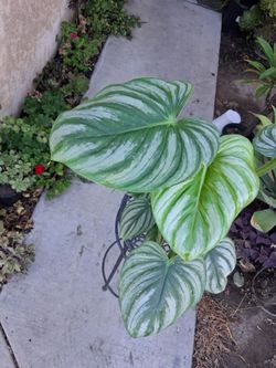 Philodendron Pastazanum X Plowmanii Plant $43