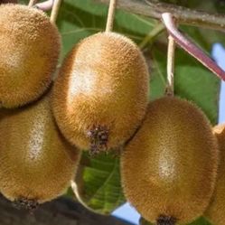 Fuzzy Kiwi Vines For Seattle!