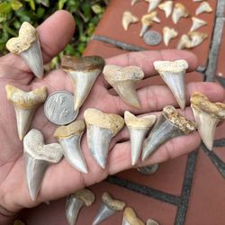 Custom Shark Tooth Pendants - Silver Or Gold 