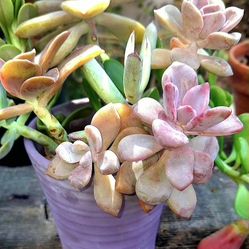 Beautiful Succulent Plants In Lavender Ceramic Container