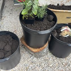 Premium container Garden Ready To Grow