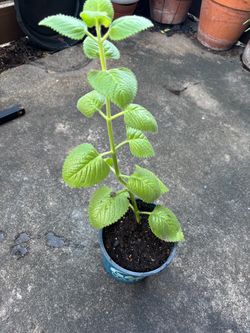 Orégano planta