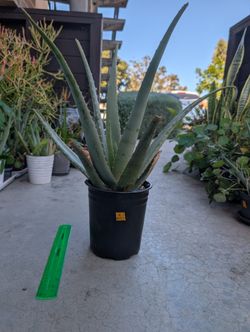Aloe Plant 6