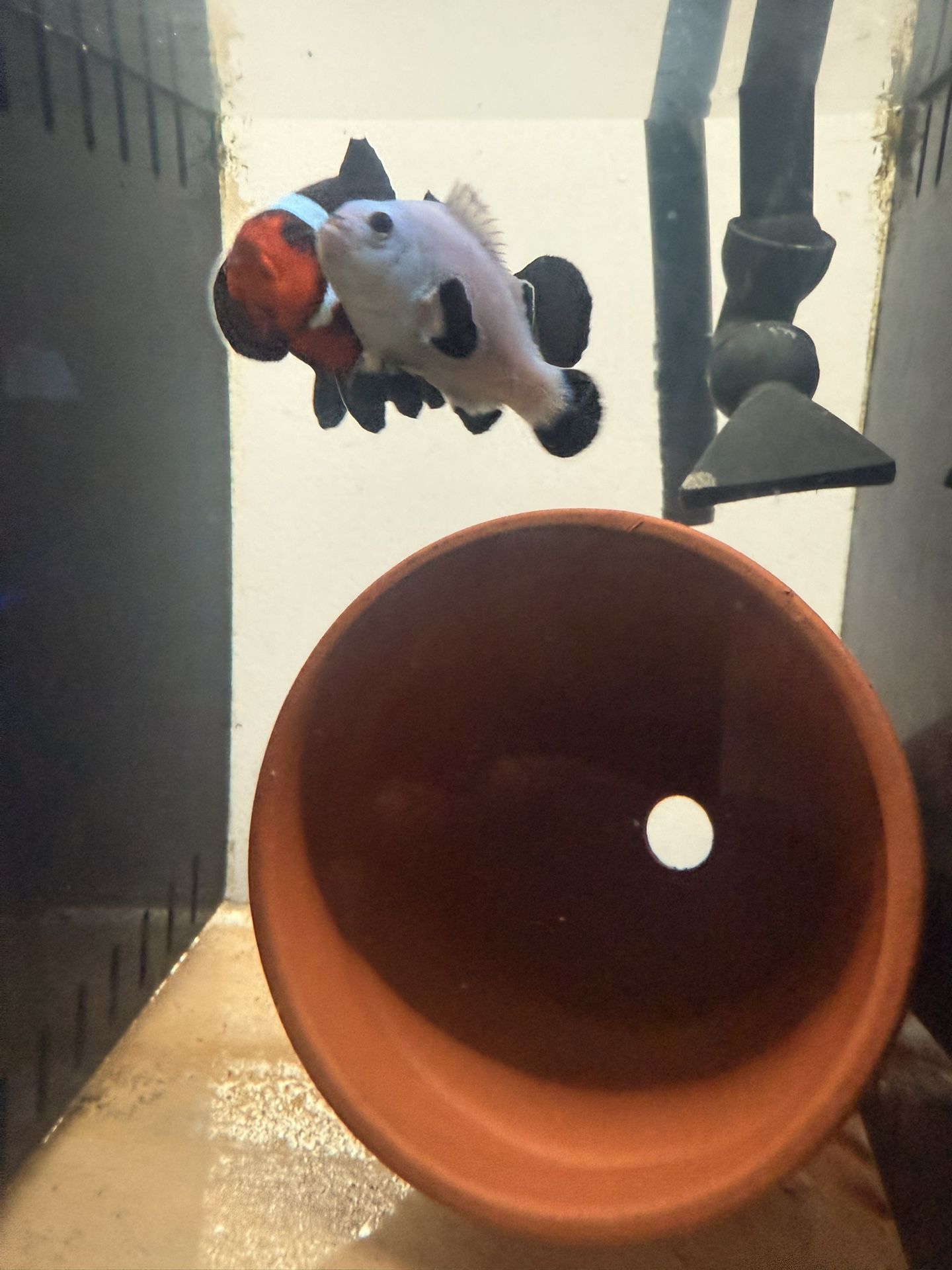 Fake- Pair Clownfish For Sale