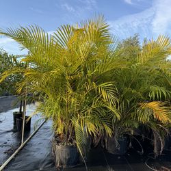 Areca Palms