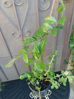 planta de uña de gato tiene ,2 plantas