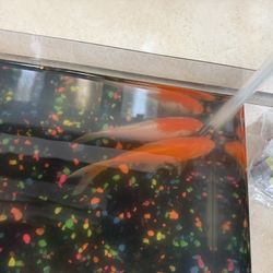 Fish Tank 