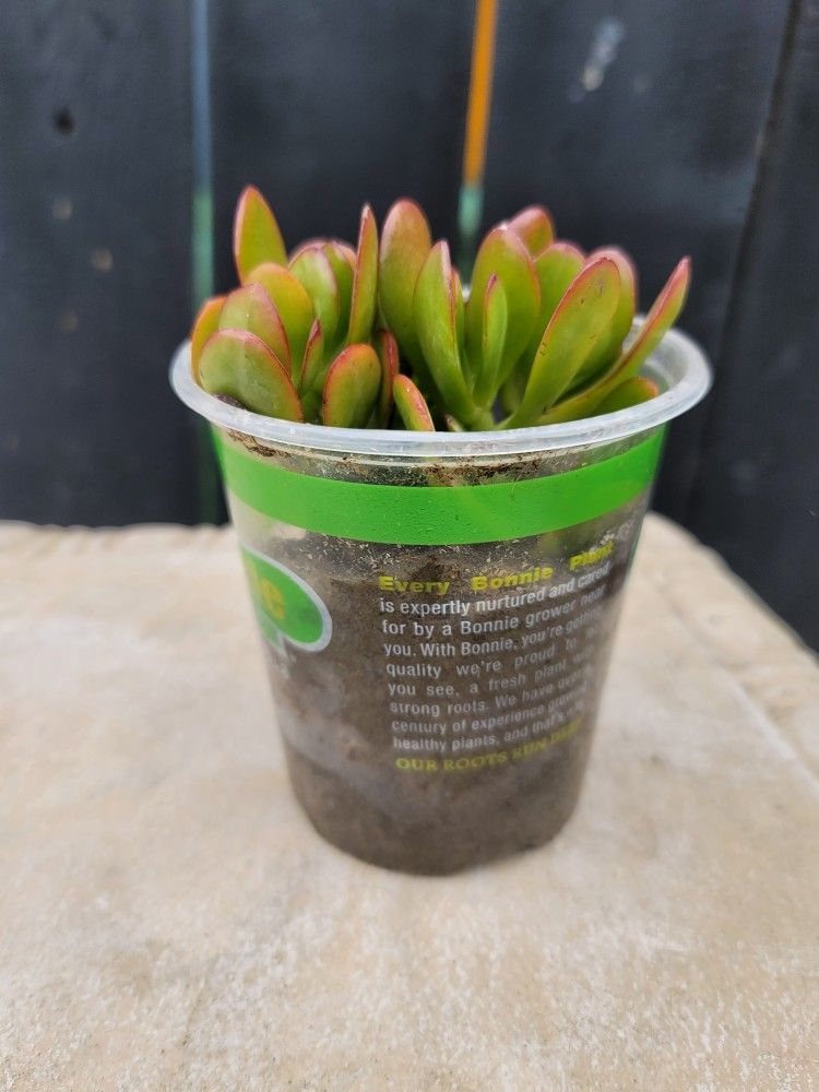 Succulents