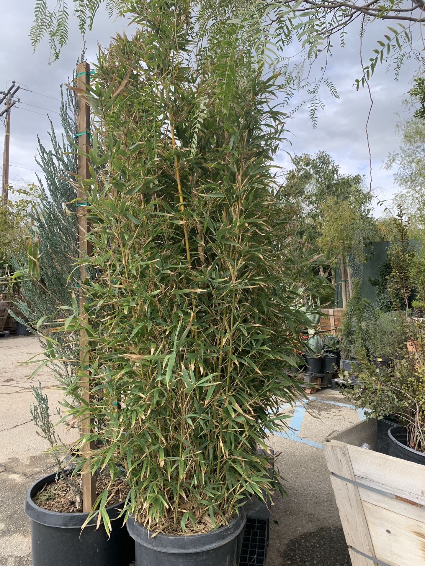 Bamboo Plant 