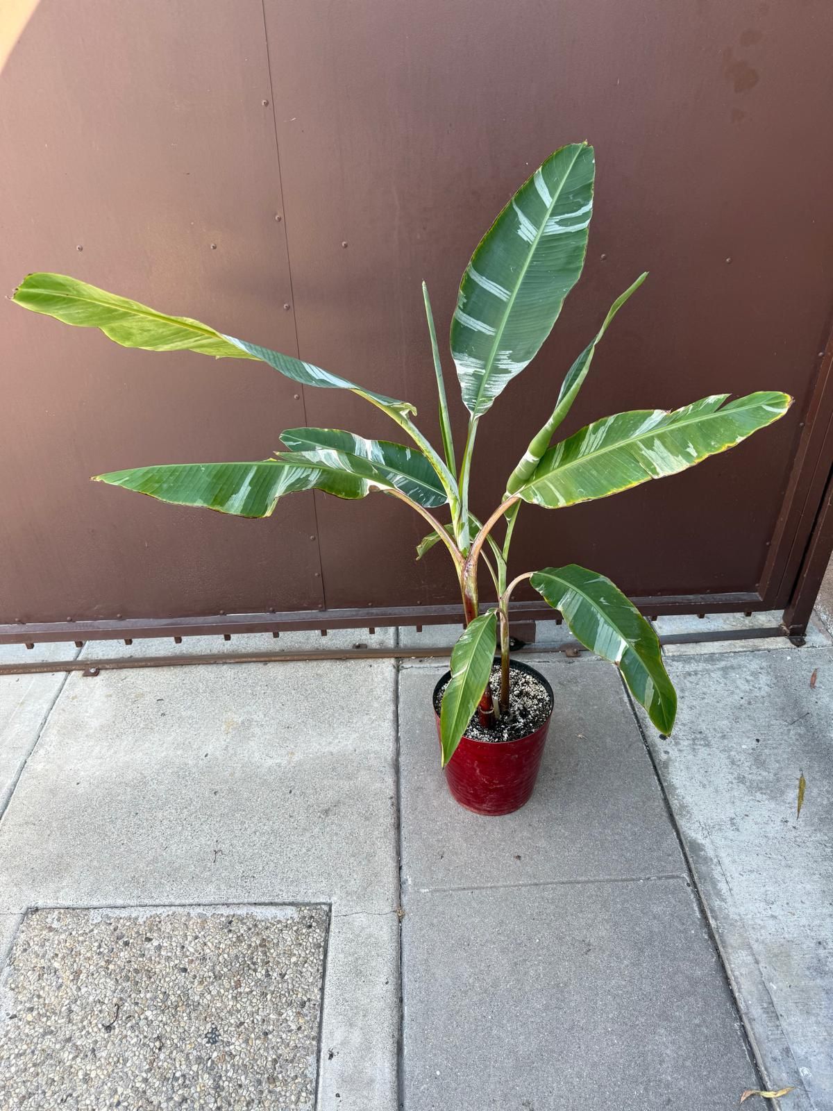 10” variegated banana plant 2 plants in pot 