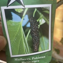 Pakistan Mulberry Long Fruit Delicious Flavours 