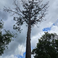 Tree Trimming, Tree Cut