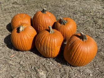 Large Pumpkins