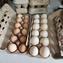 Farm Eggs